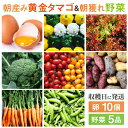 【ふるさと納税】糸島の朝産み黄金タマゴ10個 朝どれ新鮮野菜5品 セット【福岡県糸島産】 糸島市 / オーガニックナガミツファーム 玉子 やさい[AGE046]
