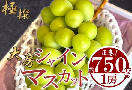 特秀品 大房 シャインマスカット 1房 (約750g) ｼｬｲﾝﾏｽｶｯﾄｼｬｲﾝﾏｽｶｯﾄｼｬｲﾝﾏｽｶｯﾄ