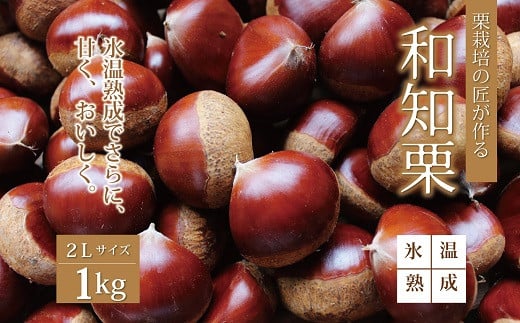 ≪数量限定≫氷温熟成 和知栗 2Lサイズ 1kg 京都 京丹波町産 丹波栗 くり 丹波くりマイスター 高糖度 丹波マロンファーム ※北海道・沖縄・その他離島は配送不可 [012MR003L]
