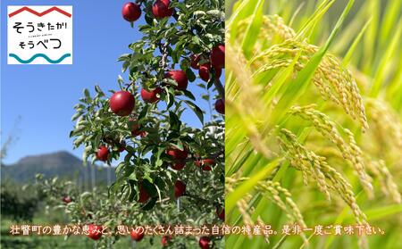 スパークリングアップルジュース3本セット　※そうべつ産りんご100%使用 【 ふるさと納税 人気 おすすめ ランキング 北海道 壮瞥 りんご アップル ジュース スパークリング 果汁 100％ 炭酸 