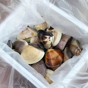 九十九里産　活はまぐり　約1.5kg【配送不可地域：離島】【1136425】