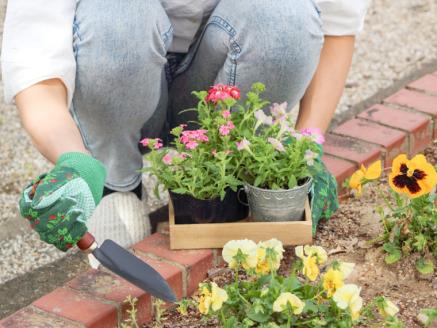 年4回 季節の お任せ 鉢花（ポット植え）定期便 ガーデニング 園芸 お任せ 旬のお花をお届けします。村田園芸