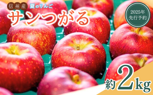【2025年先行予約】りんご サンつがる 約2kg 夏のりんご リンゴ 林檎 千曲市 長野県産 信州