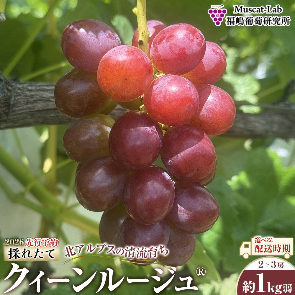 【ふるさと納税】【先行予約】2026 クイーンルージュ®　2房～3房　約1キロ弱【選べる配送時期】長野県産　国際特許有機肥料栽培 | 果物 ぶどう フルーツ クイーンルージュ ブドウ 高糖度 種なし おすすめ ギフト 送料無料 長野県 大町市
