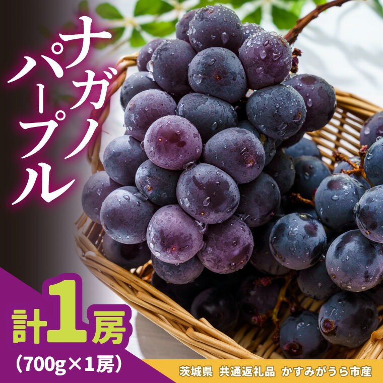 【ふるさと納税】ナガノパープル700g×1房　県内共通返礼品かすみがうら市産【配送不可地域：離島・沖縄県】 (BR179)