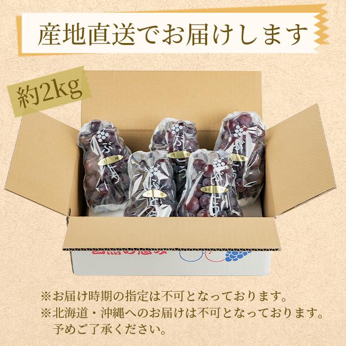ぶどうの王様 農家直送 朝採り 濃厚 巨峰 約2kg【先行予約】 AO024