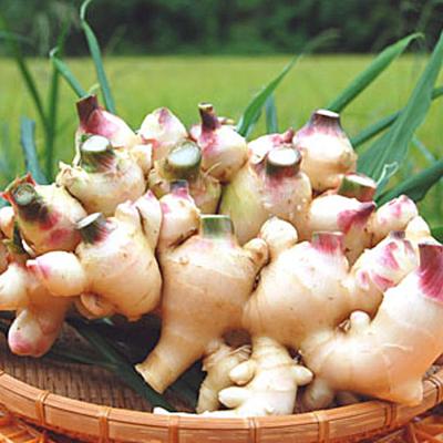 ふるさと納税 大月町 新生姜 1.5kg前後 しょうが 生姜 期間限定 旬野菜 薬味 穫れたて 産地直送 ジンジャー 新鮮 |  | 03