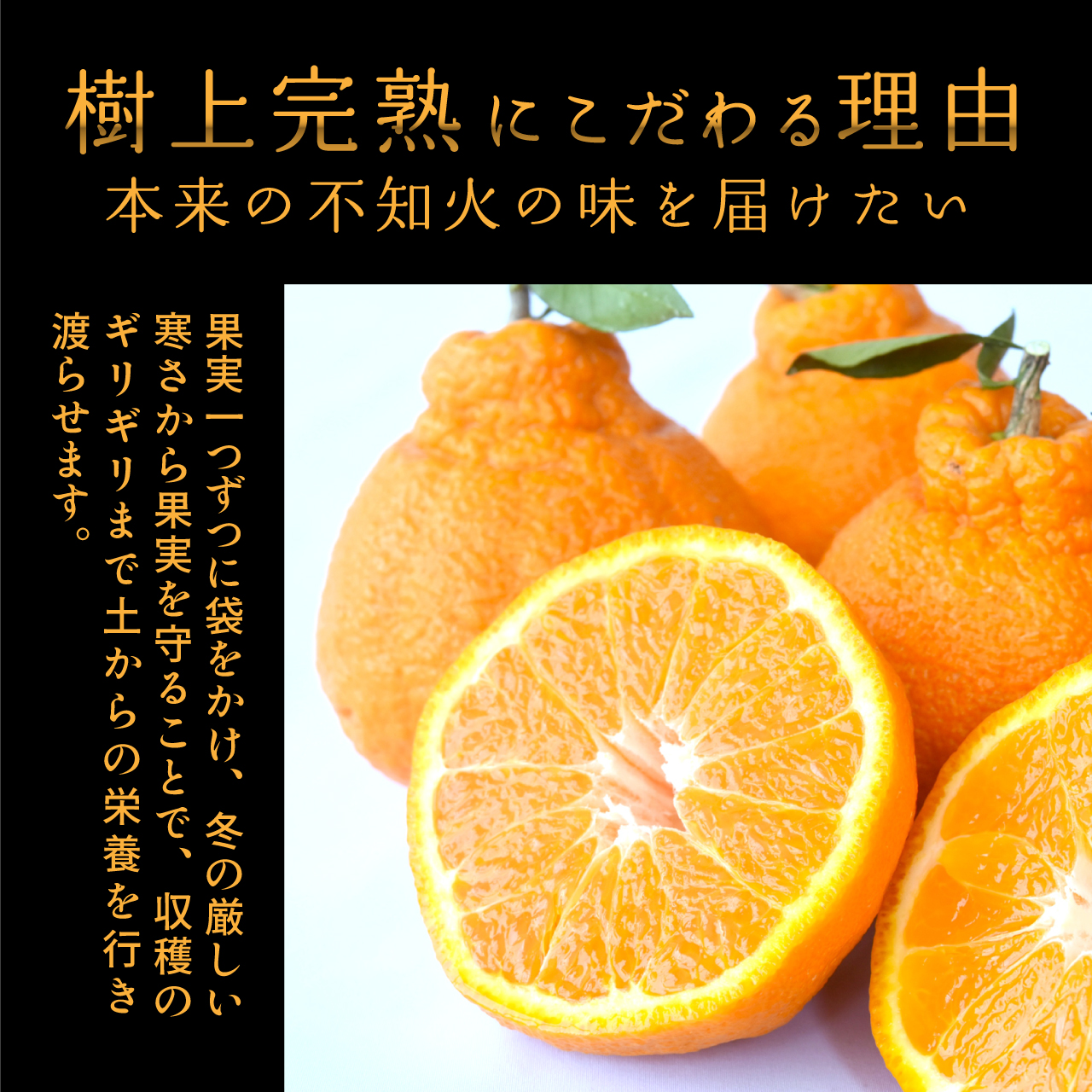 【先行予約】【数量わずか】樹上完熟しらぬい（不知火） 6個~8個 秀品 2027年2月末～2027年3月末頃に順次発送予定（お届け日指定不可）/ 和歌山 みかん しらぬい 不知火 フルーツ 柑橘 蜜柑 果物 くだもの【kgr014】