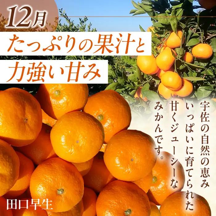 ＜定期便・全3回(10.12.2月発送)＞フルーツ定期便 (シャインマスカット・田口早生・ベリーツ) ぶどう 葡萄 フルーツ いちご みかん 果物 定期便＜先行予約受付中！26年10月から順次発送予定