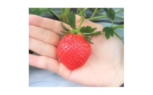 【先行予約】三重県鈴鹿市産 いちご とちおとめ 24粒