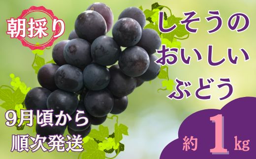 I6【 令和8年産　先行受付】しそうのおいしい ぶどう 約 1Kg【 藤稔・紫玉・ピオーネ その他 品種指定不可 9月中旬ごろ発送 】