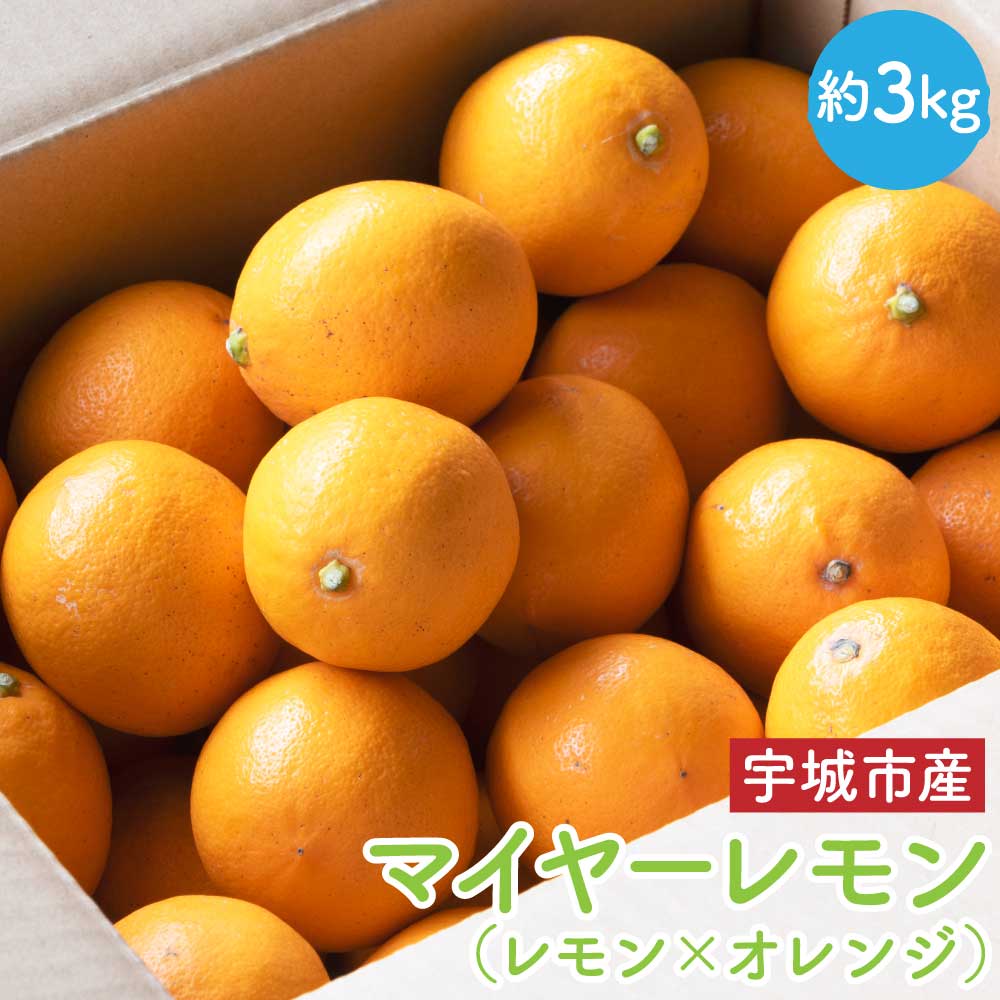 【ふるさと納税】先行予約 マイヤーレモン 約3kg (12〜20玉前後) 【2026年1月下旬-2026年2月中旬発送予定】 （レモン×オレンジ） れもん レモン 檸檬 果物 くだもの フルーツ 宇城市産 熊本県産 九州産 国産 送料無料 うちやま果樹園