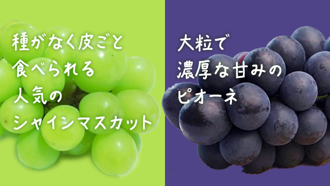 【桐箱入り】 シャインマスカット & ピオーネ (各１房)【2026年7月上旬発送開始】(茨城県共通返礼品：大子町) ぶどう 葡萄 マスカット フルーツ 果物 贈答用 ギフト 贈り物
