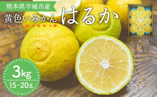 【先行受付】 はるか 約3kg（15玉～20玉）【吉田レモニー】【2026年2月上旬～2026年5月下旬発送】