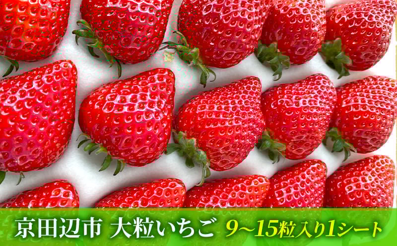 
            【先行予約　いちご】大粒いちご
          