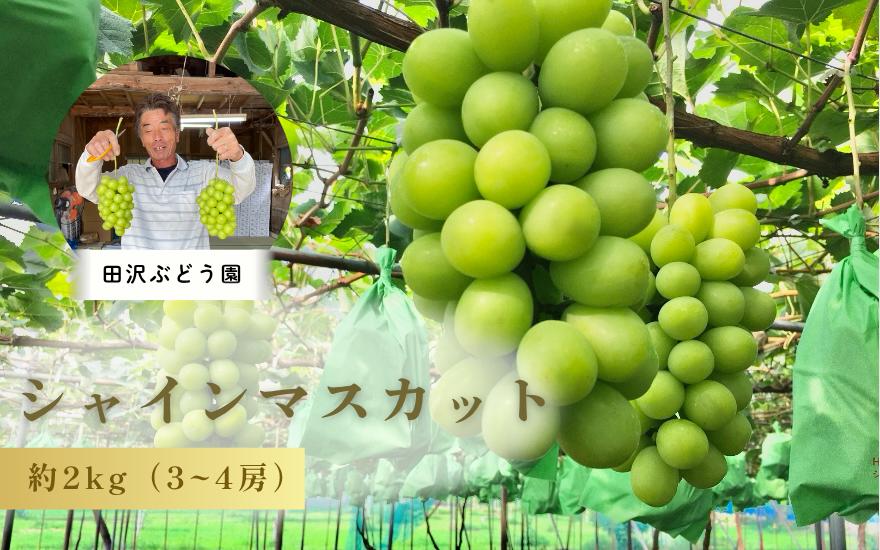 
            【先行予約・数量限定】大粒シャインマスカット 約 2kg（3～4房） 田沢ぶどう園 新潟県 五泉市 （2025年9月末以降順次発送）
          