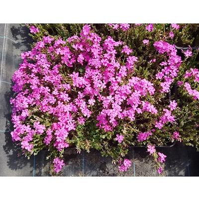 ふるさと納税 池田町 芝桜　ダニエルクッションピンク　　15ポット
