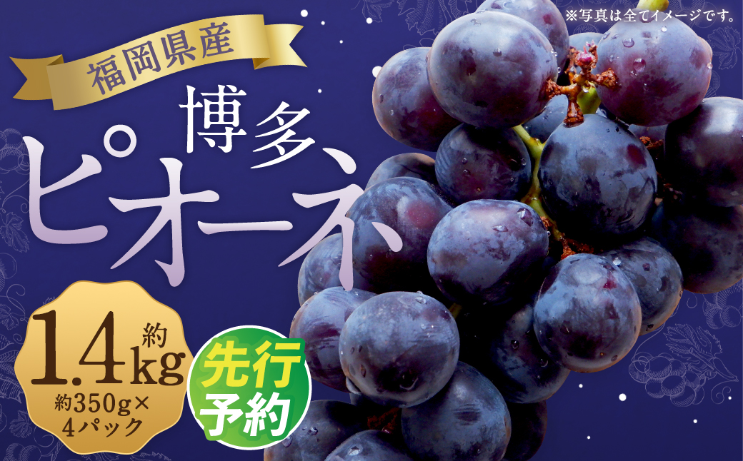 数量限定 博多ピオーネ 約350g×4パック 計約1.4kg ぶどう ブドウ 果物 フルーツ 福岡県産 【2027年7月下旬〜8月下旬発送予定】
