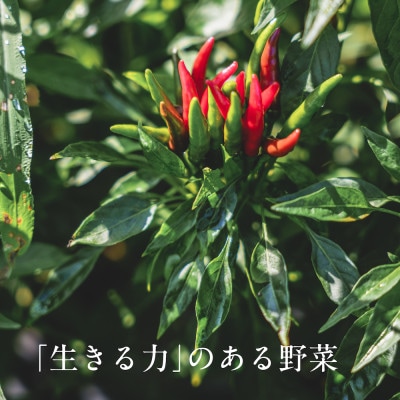 【毎月定期便】しあわせ野菜畑の有機野菜　Lセット　(安心の有機JAS認証　オーガニック野菜)全3回【配送不可地域：離島・北海道・沖縄県・四国・九州】
