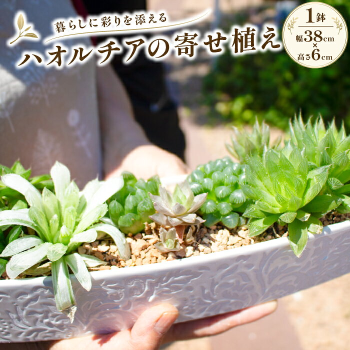 【ふるさと納税】ハオルチア 寄せ植え 1鉢（幅38cm×高さ6cm） 多肉植物 植物 グリーン よせうえ 観葉植物 手植え 癒し インテリア ナチュラル かわいい 自然 人気 プレゼント ギフト 贈り物