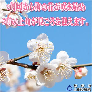 【0914-4】【家庭用】紀州南高梅　うす塩味梅　1.2ｋｇ
