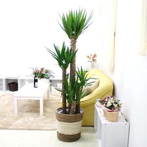 【観葉植物】青年の木（ユッカ） 10号 ストライプバスケット鉢カバー 土の表面：ウッドチップ｜観葉植物 インテリア 部屋 おしゃれ 福岡県筑前町 送料無料