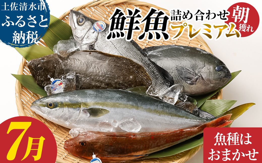 旬の朝獲れ鮮魚詰め合わせ（プレミアム）【2026年7月配送※着日指定不可】【以布利定置網　漁師直送】朝獲れ 旬 鮮魚 魚介 海鮮 魚 さかな せんぎょ 鮮魚セット 詰め合わせ おまかせ お任せ【S00819-7】