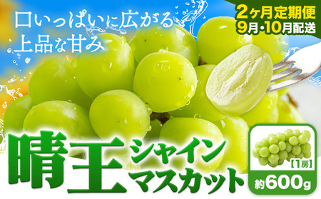 【2ヶ月定期便】ぶどう シャインマスカット 晴王 600g 1房 マスカット岡山《9月上旬-10月末頃出荷》岡山県 浅口市 送料無料 フルーツ 果物 マスカット お取り寄せフルーツ【配送不可地域あり】（北海道・沖縄・離島）