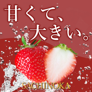 【2027年1月より順次発送】 いちご さちのか 大粒 約800g (約400g×2パック) いちご 