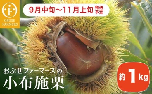 小布施栗 約1kg ［おぶせファーマーズ］ 数量限定 果物類 フルーツ 生栗 くり 長野県産 信州産 クール便 冷蔵便 お取り寄せグルメ 令和8年産 【2026年9月中旬～11月上旬発送】［FH-81］