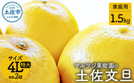 【先行予約】マルツジ果樹園の土佐文旦 家庭用 特大（4Lサイズ）約1.5kg（2個入り） 高知県土佐市 【マルツジ果樹園】 [BQAN017]