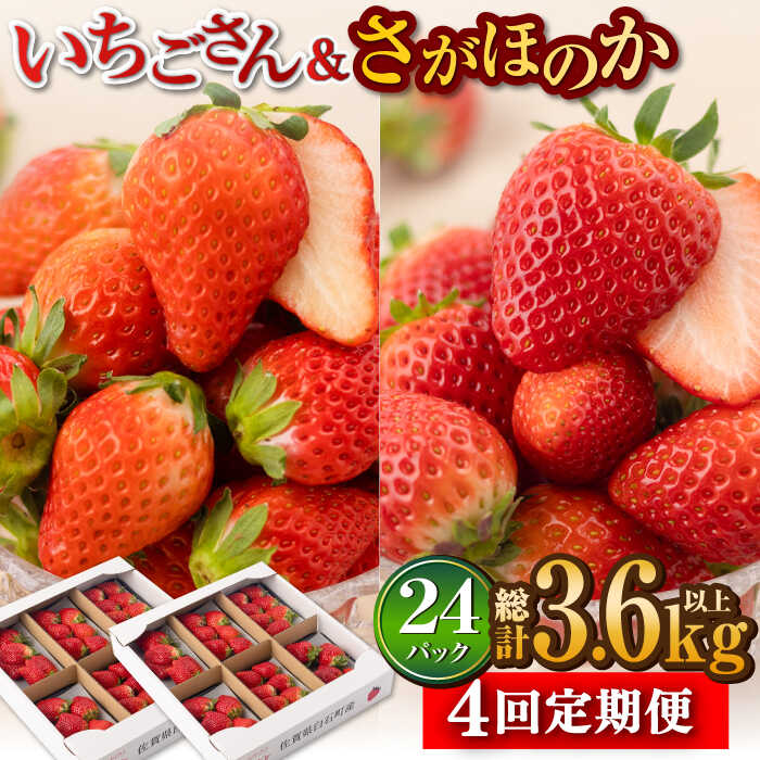 【ふるさと納税】【R8年1月以降発送】【全4回定期便】白石産 赤いちご 人気2種定期便（さがほのか＆いちごさん） 約150g×6パック/回（総計3.6kg以上）【道の駅しろいしカンパニー】苺 イチゴ 赤いちご 人気 果物 フルーツ 佐賀県 白石町 [IAA033]