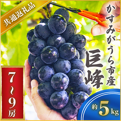 ＜2024年8月より順次発送予定＞巨峰　約5キロ　7～9房(県内共通返礼品:かすみがうら市産)