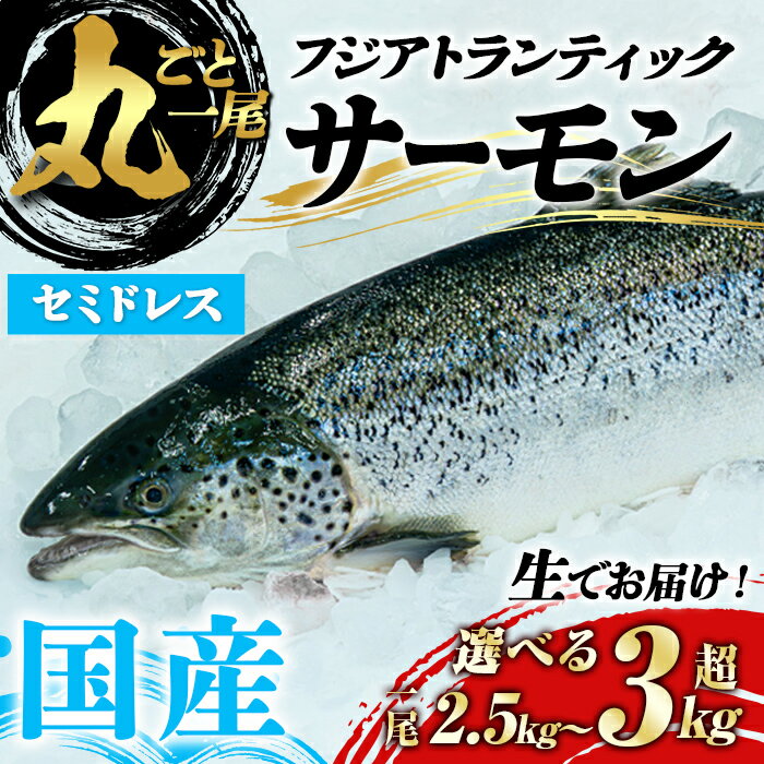 【ふるさと納税】 ＜選べる＞ 国産 「フジ アトランティック サーモン 」【 生 】1尾 丸ごと セミドレス ｜2.5〜3.0kg未満 or 3.0〜3.5kg未満 ｜ 国産 サーモン 生 セミドレス 富士山 丸ごと 刺身 冷蔵 海鮮 パーティー 希少 カブト カマ ハラス ふるさと納税限定