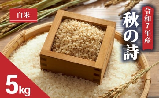 【 令和7年産 新米 5kg 】 秋の詩  白米 米 2025年産 あきのうた 国産 滋賀県 日野町 農家直送 お米 精米 おこめ こめ 産地直送 ふるさと納税