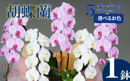 
                  胡蝶蘭 5本立て 紅白 ギフト 贈答 贈り物 花 蘭 お祝い 須崎洋蘭園 SY011-all
                