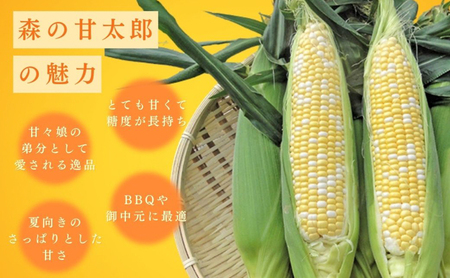 とうもろこし 先行予約 森の甘太郎 12～14本 朝採り 森のとうもろこし 朝どれ 甘い 野菜 夏野菜 旬 夏 産地直送 旬の野菜 季節の野菜 新鮮野菜 おやつ コーン 先行 予約 2025 2025