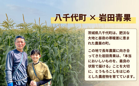 とうもろこし ピュアホワイト 6kg 茨城県産 トウモロコシ 深夜採り 朝出荷
