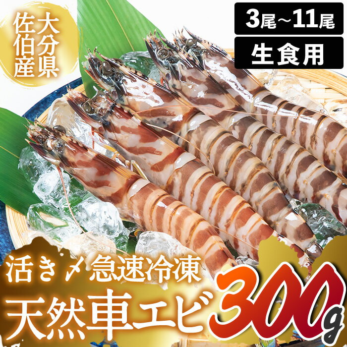  天然 活き〆車エビ 生食用 (計300g) エビ 海老 車海老 冷凍 刺身 さしみ 天ぷら 塩焼 バーベキュー 国産 大分県 大分県 佐伯市【DL18】【鶴見食賓館】