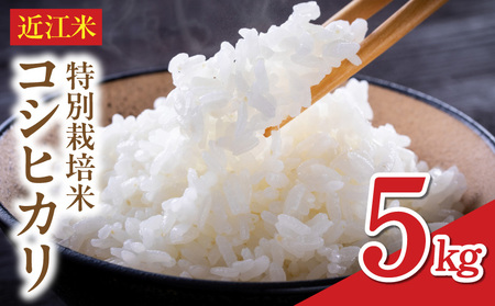 【令和8年】  先行予約　近江米『コシヒカリ』　特別栽培米　5キロ（鮮度保持袋） DT-0001