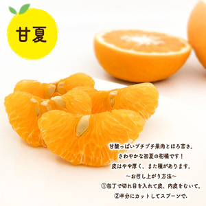 【先行予約】初夏の食べ比べセット～甘夏&河内晩柑～(各5玉) | みかんみかんみかんみかんみかんみかんみかん 【KK331】