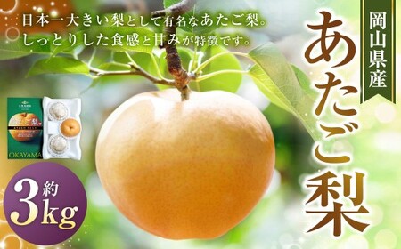 あたご梨 3～6玉 合計約3kg 化粧箱 梨 ナシ なし 愛宕梨 あたごなし ジャンボ梨 【2026年11月下旬～12月下旬発送予定】