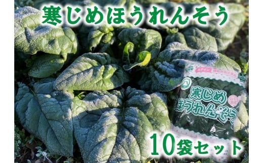 【先行予約】 【11月下旬頃～２月下旬 発送予定】 寒じめほうれんそう 210g×10袋 野菜 ほうれん草 ホウレンソウ