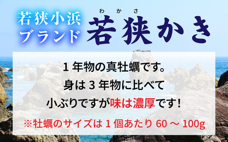 【先行予約】【期間限定】若狭小浜ブランド　若狭かき（加熱用）２Kg 20〜30個入り【2024年11月下旬より順次発送】