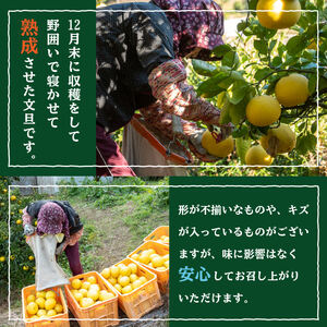 秀品 安和文旦5kg 高知県産 2026年2月より順次発送  文旦 文旦 文旦 文旦 ぶんたん ぶんたん ぶんたん ぶんたん