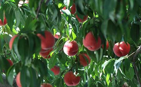  山形県産 完熟白桃おどろき 約2kg 秀 桃 もも フルーツ果物 くだもの 山形県 中山町 F4A-0919
