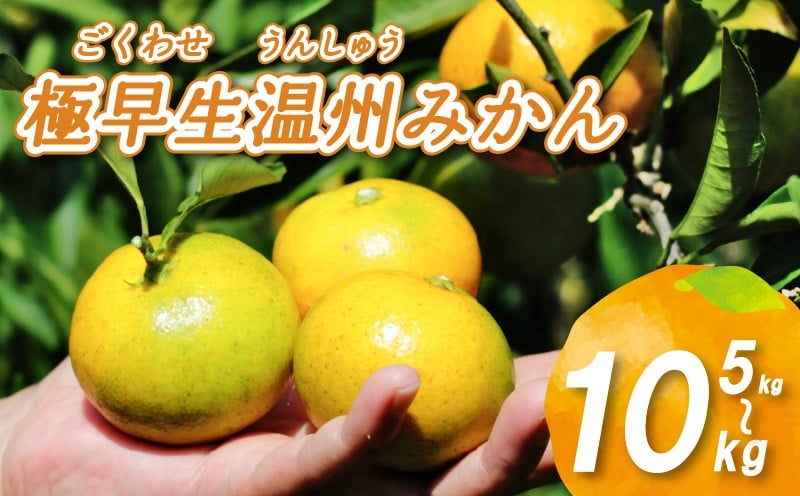 
                  【2025年10月から発送】 極早生 温州みかん 5kg / 10kg | ごくわせ みかん 数量限定 みかん 愛媛県産 みかん 松山市 みかん 中島 みかん 栽培中農薬不使用 みかん 蜜柑 みかん ミカン みかん 有機栽培 みかん 旬 みかん 新鮮 みかん 【お贈り物にもおすすめ】
                