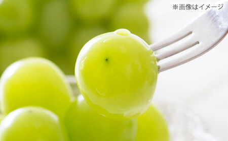 【先行予約】【8月中旬より順次発送】【50個限定】【贈答用】シャインマスカット2房 / シャインマスカット 果物 フルーツ ギフト 新鮮 /　島根県雲南市　/ 寿ぶどう縁[AIEM002]