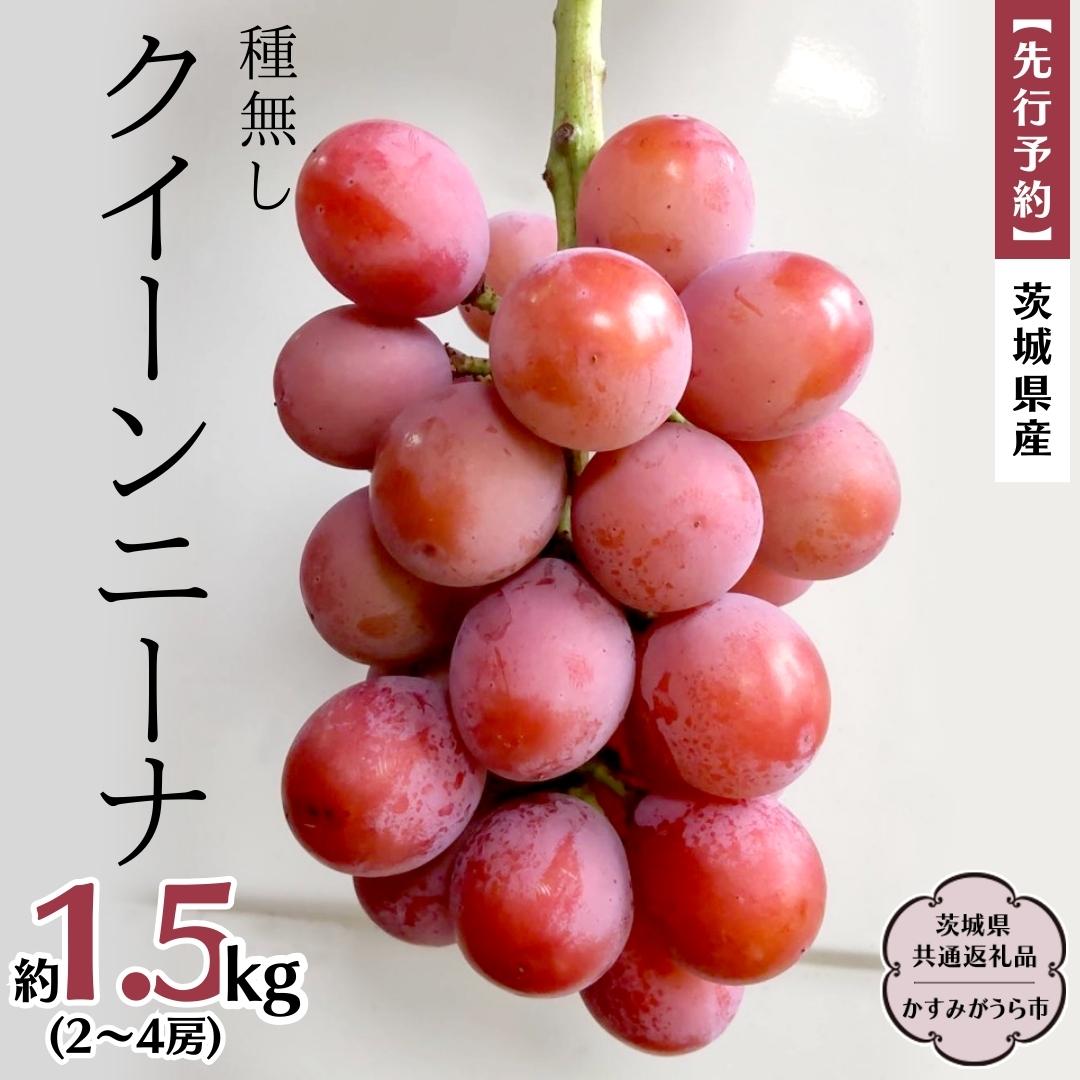【ふるさと納税】【 先行予約 】 茨城県産 クイーンニーナ（種なし）約1.5kg（2～4房） (茨城県共通返礼品 かすみがうら市) (2025年9月中旬発送開始) 久保田果樹園 産地直送 フルーツ 甘い 直送 茨城 限定 ギフト ぶどう クイーンニーナ 果物