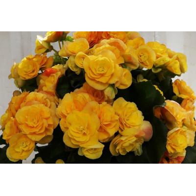 ふるさと納税 藤枝市 【母の日に!】バラ咲きリーガースベゴニア鉢植え 5号黄色系